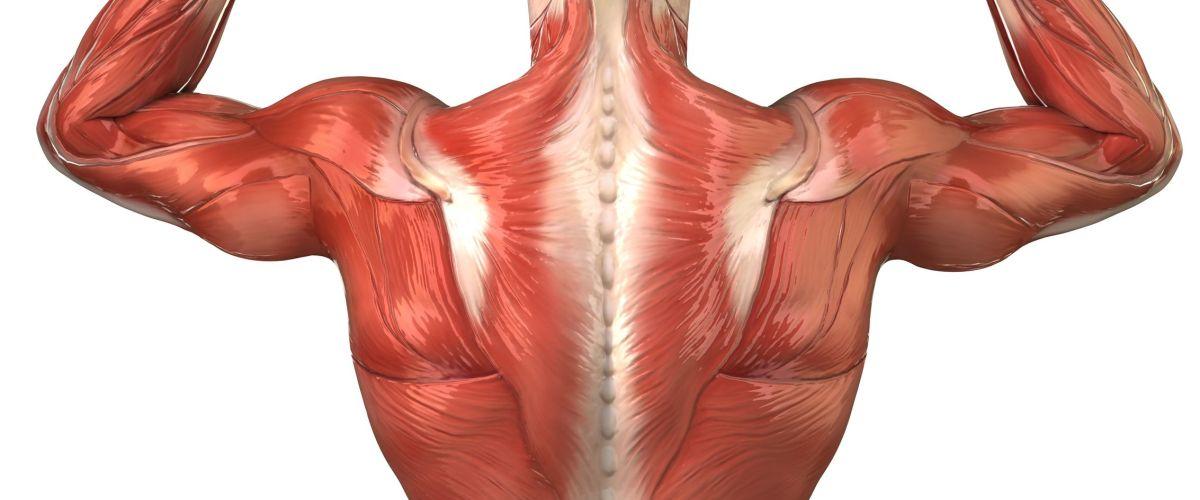 一个表格教你速记常用背部肌肉