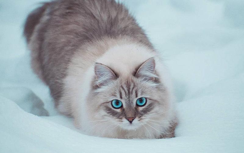 超可爱猫咪清新壁纸_好看的漂亮猫咪