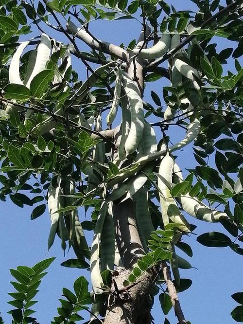 农村这种皂角树每年秋季都有人上门来收购,你知道多少