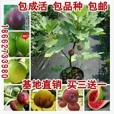 多品种果树苗无花果树苗★金傲芬★果面光滑 十分美观