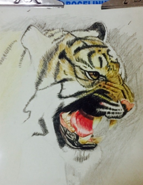 如何画老虎彩铅画步骤教程