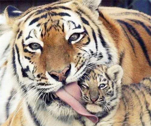 突然有一个不成熟的想法,想养一只小老虎,看着这些小老虎那么可爱呆萌