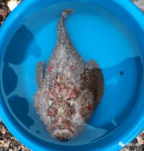 石头鱼分布很广,在任何海域都有,但以热带及咸淡水交界为多.