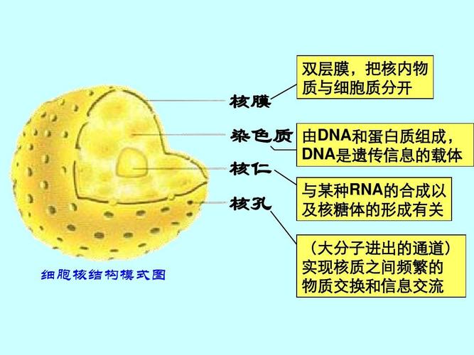 实现核质之间频繁的 物质交换和信息交流 核孔 细胞核结构模式图