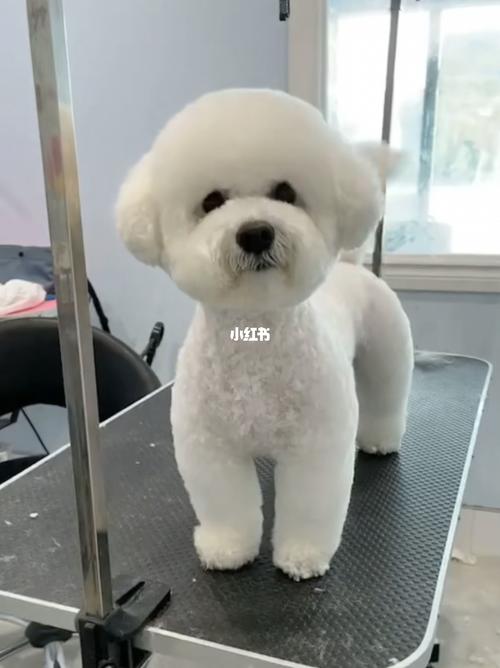 温尼伯比熊剪毛推荐_比熊_宠物_搬家_狗狗_我家宠物好