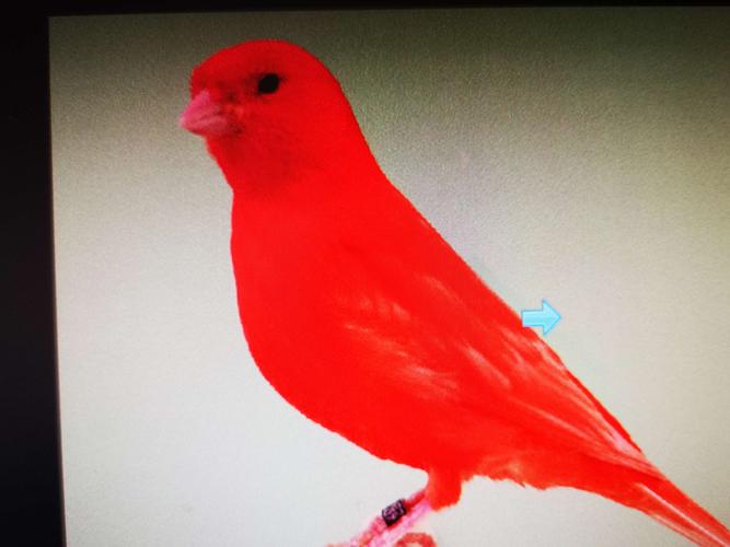 玉鸟品种: 玉鸟品种很多:按色泽可分为黄玉,白玉,辣椒红,大红袍,紫