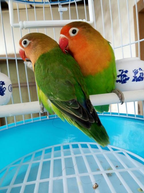 牡丹鹦鹉怎么分雌雄,请看图,哪只是公哪只是母,为什么