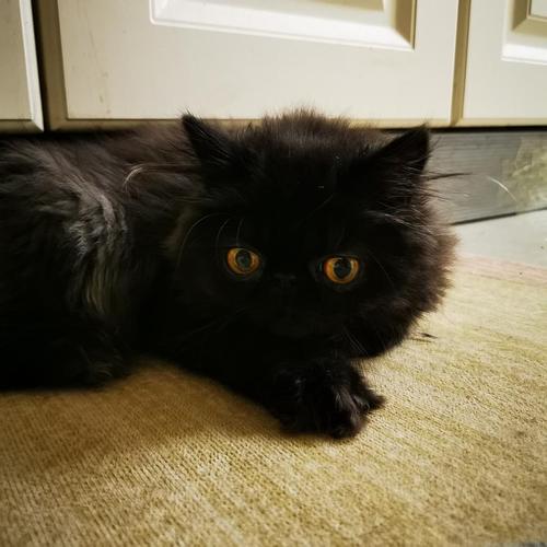 北京忍痛出长毛加菲波斯猫