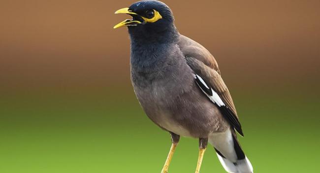 第三,花八哥又叫黑领愤鸟,比较怕人,接近人的时候就会发出嘈杂的叫声