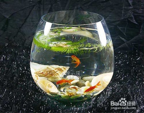 鱼缸里的水发黄怎么办