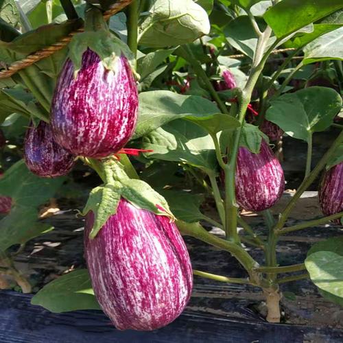 种子茄子蔬菜春夏四季泰国金丝彩色花茄彩家庭园艺种子