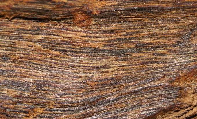 结油以后的沉香木什么样?