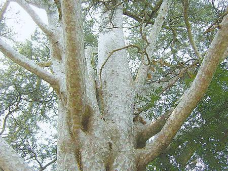 甘肃珍贵树种