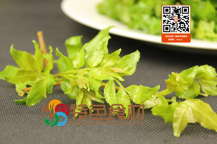 花椒树发芽期幼嫩的芽叶,油亮鲜