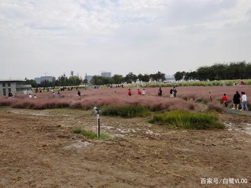 郑州龙湖粉黛园粉黛乱子草,游人如织,花海迷人!