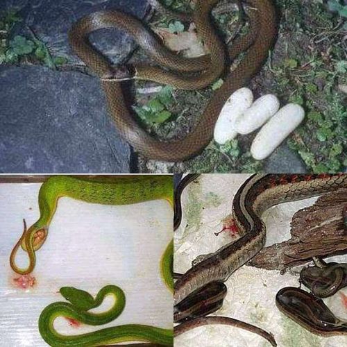 蛇的繁殖方式,有的是卵生的(直接下蛋),有的是卵胎生(蛋在肚子里孵化