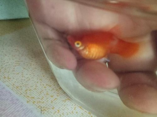 我的红牡丹鱼是腹水还是怀宝宝了