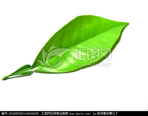 [正版商业] 桔子树叶