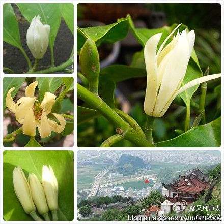 缅桂花飘香的小城