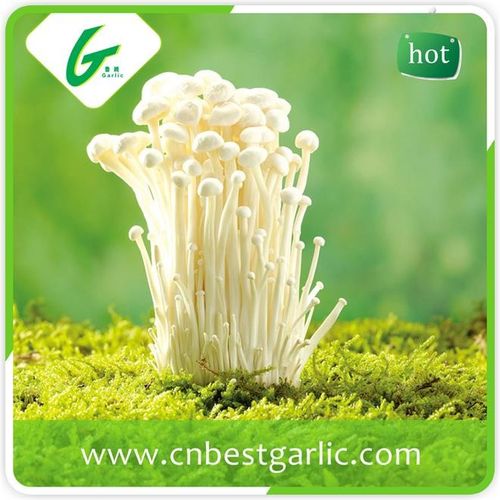 fresh enoki mushroom cultivation