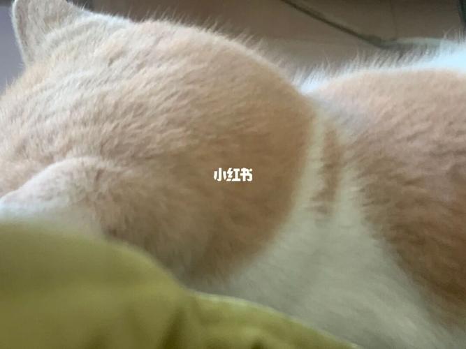日渐圆润的修猫咪～_猫咪_英国短毛猫_宠物_猫_晒猫