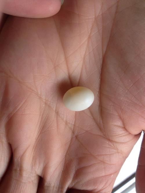 我家珍珠鸟生蛋了怎么办?第一次养鸟养得这么成功.