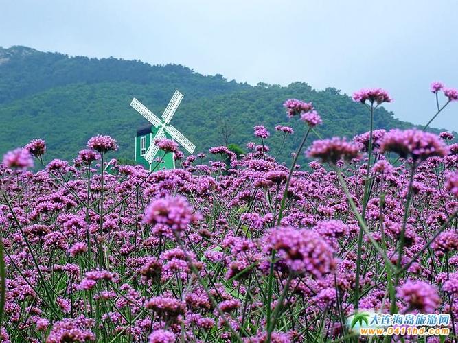 7月11日,实拍大连薰衣草花田(10)