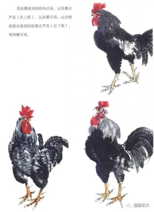 以浓墨点芦花,以淡墨写鸡,以白粉或胶水按鸡的轮廓点芦花,再用墨写鸡