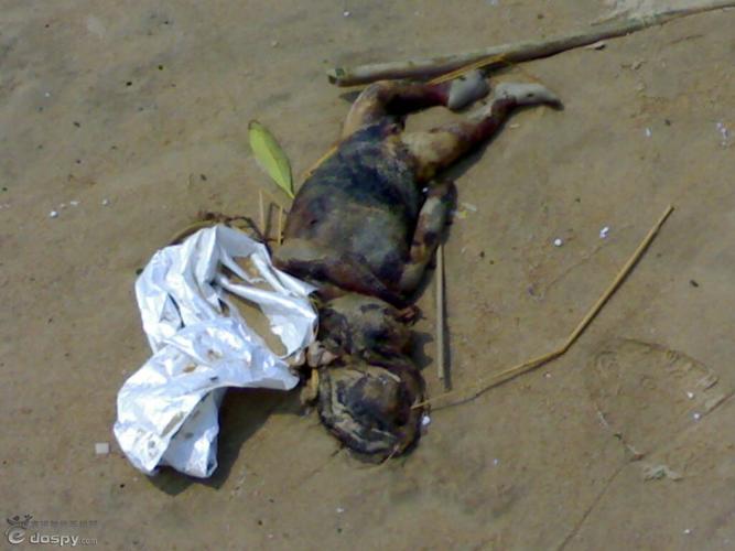 【恐怖】水鬼的照片 传说能把人拉下水的水猴zt