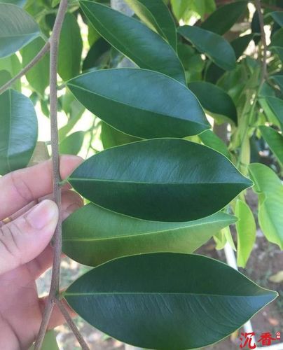 指天椒 指天椒▲ 4,大叶婆,好认很多,叶片较其他奇楠树叶宽大很多.