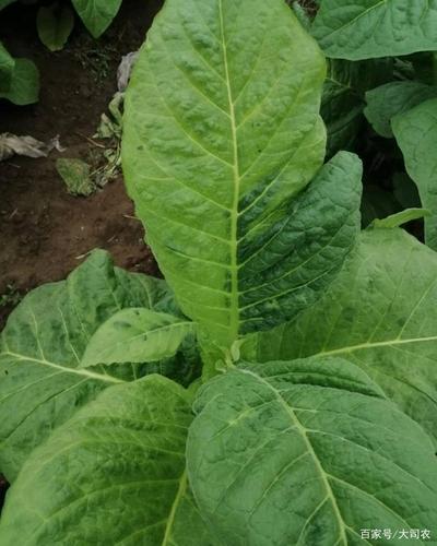 烟草花叶病毒病