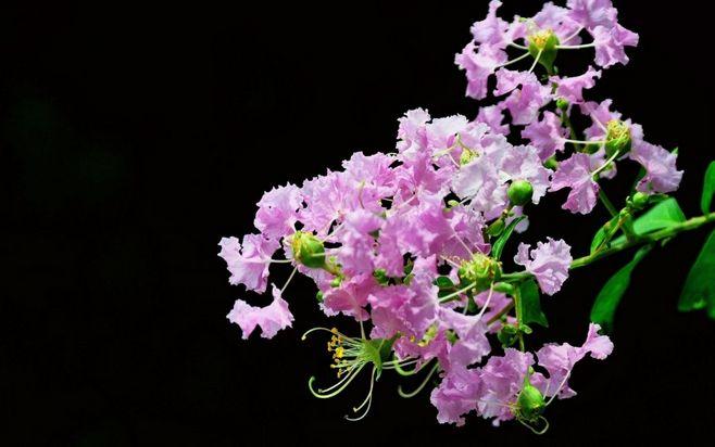艳丽紫薇花高清桌面壁纸 - 花卉壁纸 - 小米辣素材网_免费素材下载的