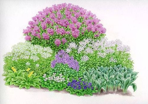 花镜