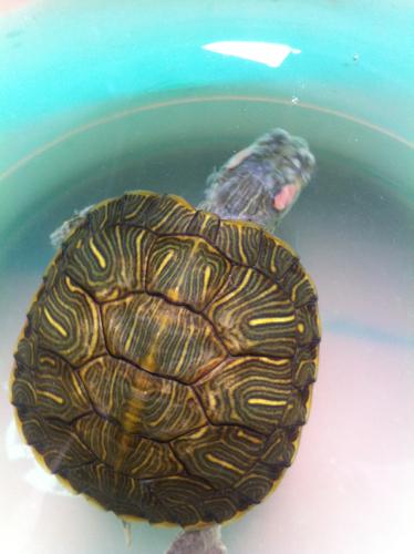 我的巴西龟在下巴部分有掉皮现象.不知怎么回.