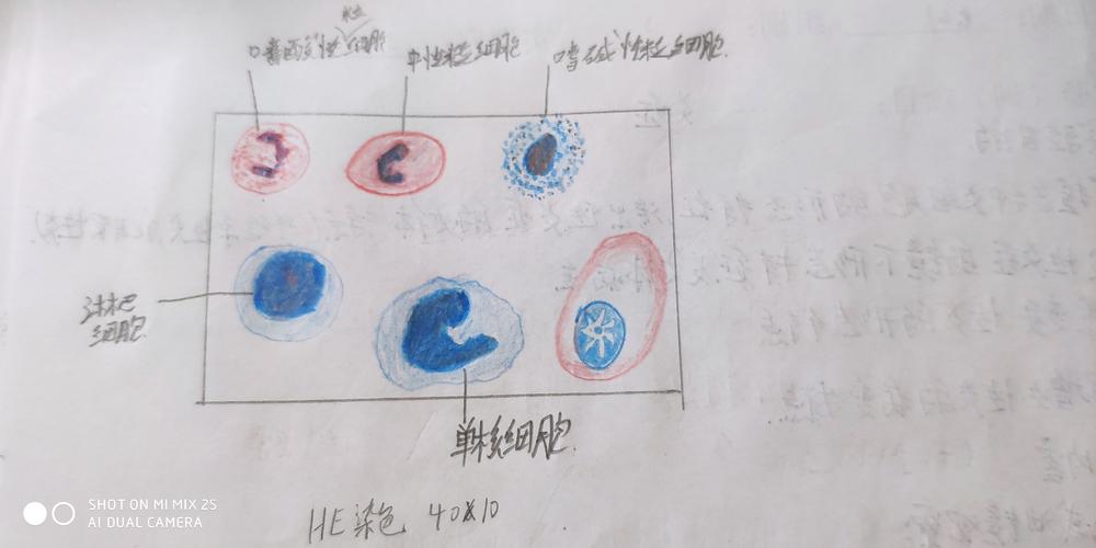 病理学实验手绘图