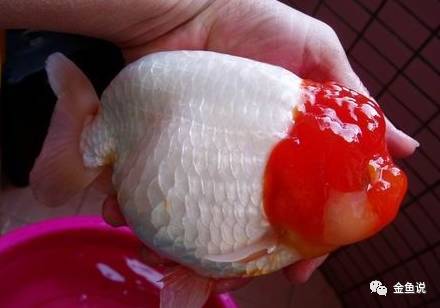 想懂兰寿,你得先懂它的背!