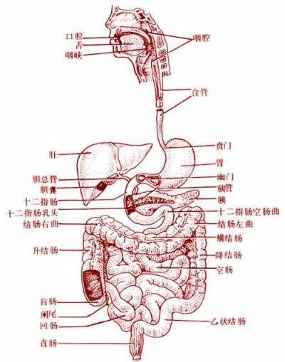 胃在人体的哪个地方(最好有图示)