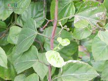 1形态特征编辑 六方藤 【别名】方茎宽筋藤,翅茎白粉藤 【来源】葡萄