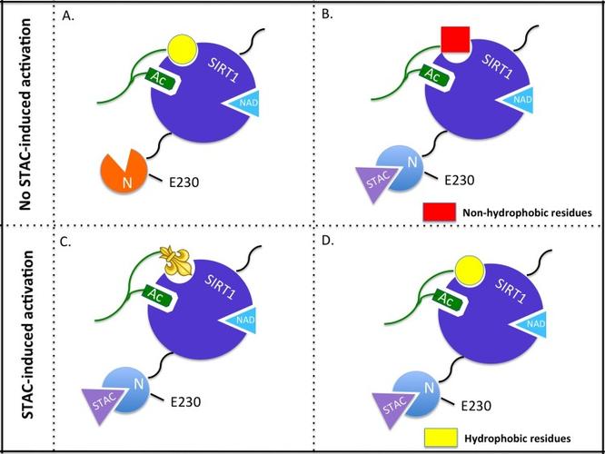 model of allosteric activation of sirt1 by sirtuin activating