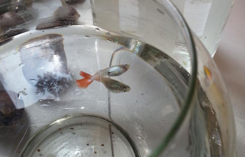 孔雀鱼生小鱼的前兆