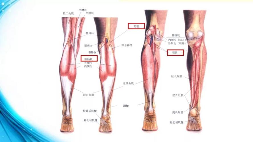 膝关节解剖(二)_韧带