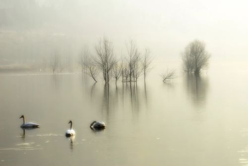 [郎静山意境摄影俱乐部作品集锦]第八期
