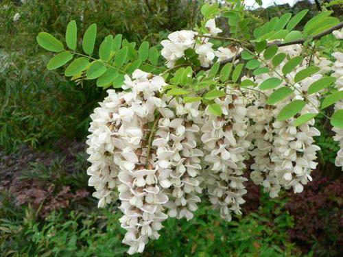 主要蜜源植物简介