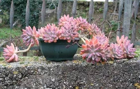 秋丽就是这么养,没啥难度呀!