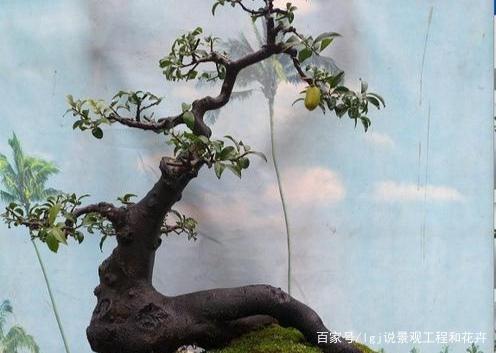 对照这10种方式,确定你的金弹子盆景造型