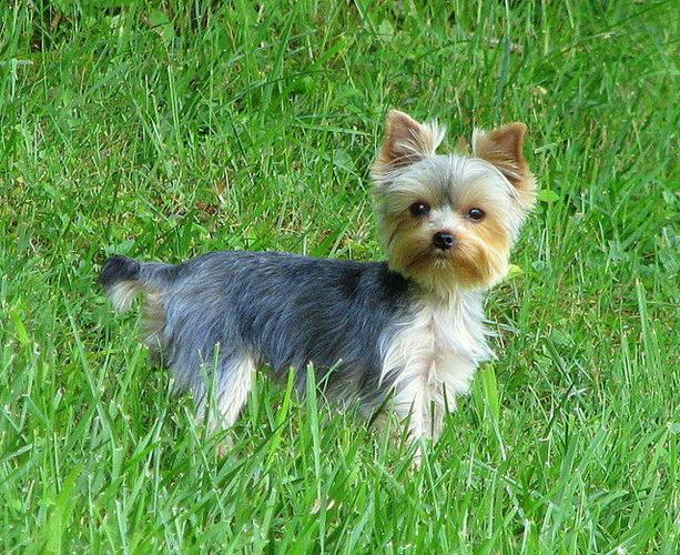 约克夏梗(约瑟爹利,yorkshire terrier),是小型的玩赏犬的一种.