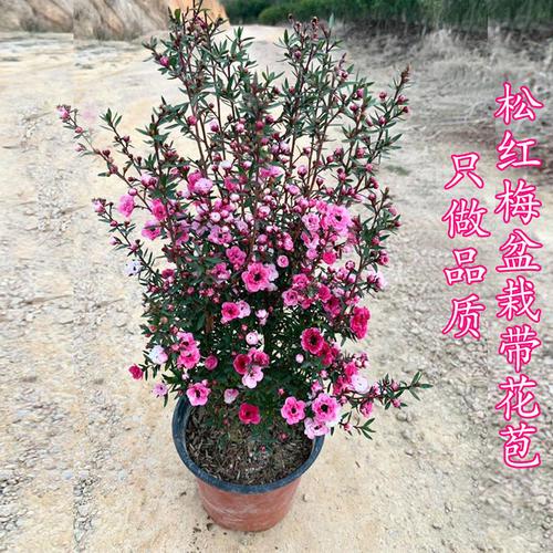 澳洲腊梅盆栽抗冻耐寒绿植冬天不怕冻的适合养的开花的室内花卉