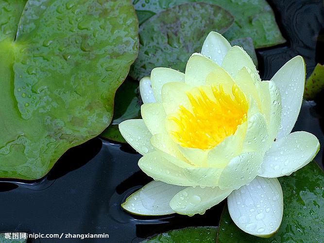 莲花图片[摄影图,jpg]