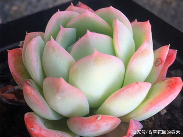 多肉水莲,一点温柔如水,养护好秋天美成果冻色,养不好
