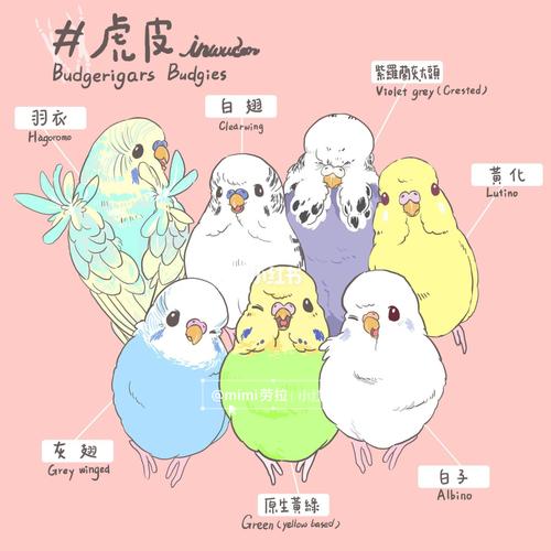 皮皮鸡和玄凤卡通画_鹦鹉_文化_绘画